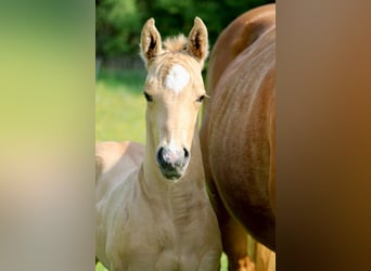American Quarter Horse, Hengst, , Palomino