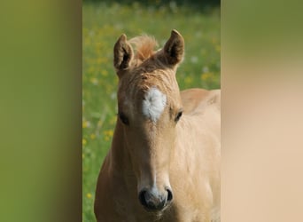 American Quarter Horse, Hengst, , Palomino