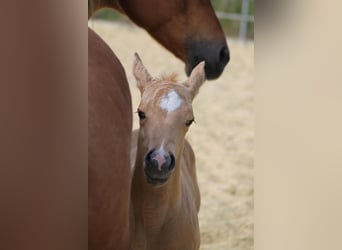 American Quarter Horse, Hengst, , Palomino