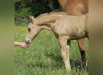American Quarter Horse, Hengst, , Palomino