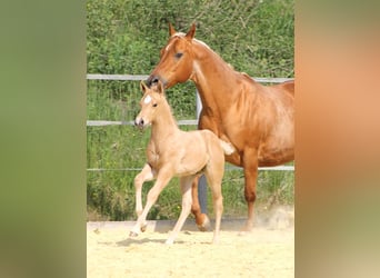American Quarter Horse, Hengst, , Palomino