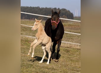 American Quarter Horse, Hengst, , Palomino