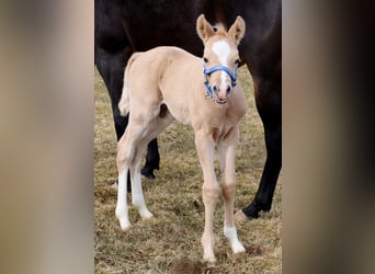 American Quarter Horse, Hengst, , Palomino