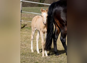 American Quarter Horse, Hengst, , Palomino