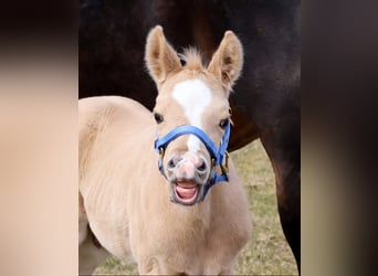 American Quarter Horse, Hengst, , Palomino