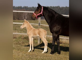 American Quarter Horse, Hengst, , Palomino