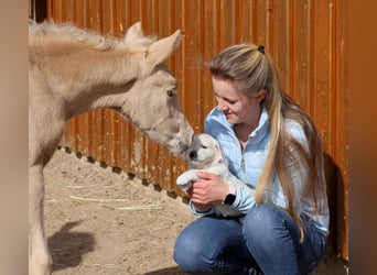 American Quarter Horse, Hengst, , Palomino