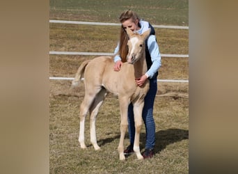 American Quarter Horse, Hengst, , Palomino