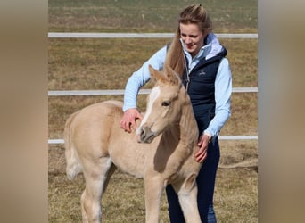 American Quarter Horse, Hengst, , Palomino