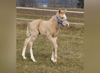 American Quarter Horse, Hengst, , Palomino