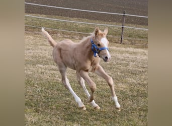 American Quarter Horse, Hengst, , Palomino