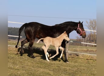 American Quarter Horse, Hengst, , Palomino