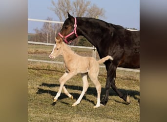 American Quarter Horse, Hengst, , Palomino