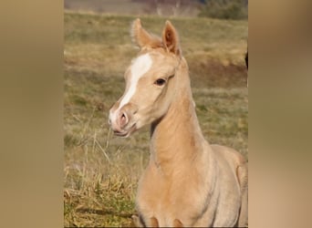 American Quarter Horse, Hengst, , Palomino