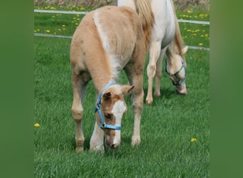American Quarter Horse, Hengst, Fohlen (01/2024), Palomino
