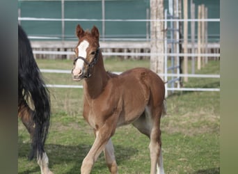 American Quarter Horse, Hengst, Fohlen (02/2026)