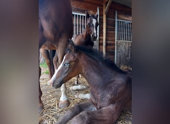 American Quarter Horse, Hengst, Fohlen (05/2025), Rappe