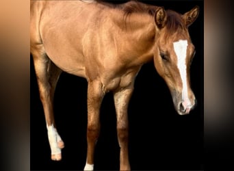 American Quarter Horse, Hengst, Fohlen (04/2024), Red Dun