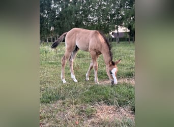 American Quarter Horse, Hengst, Fohlen (06/2025)