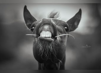 American Quarter Horse, Hengst, Fohlen (03/2025)