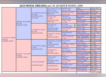 American Quarter Horse, Hengst, Fohlen (03/2025)
