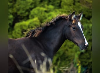 American Quarter Horse, Hengst, Fohlen (03/2025)
