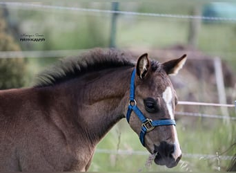 American Quarter Horse, Hengst, Fohlen (03/2025)