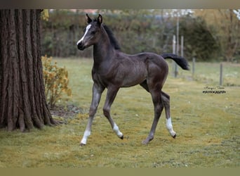 American Quarter Horse, Hengst, Fohlen (03/2025)