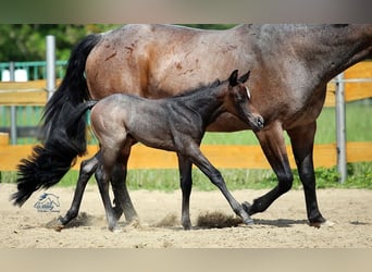 American Quarter Horse, Hengst, Fohlen (05/2026), Roan-Bay