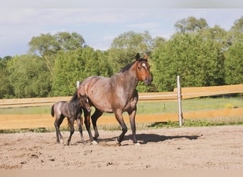 American Quarter Horse, Hengst, Fohlen (05/2026), Roan-Bay