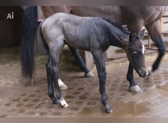 American Quarter Horse, Hengst, Fohlen (05/2026), Roan-Bay