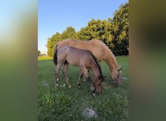 American Quarter Horse, Hengst, Fohlen (05/2025), Roan-Bay