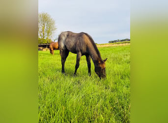 American Quarter Horse, Hengst, Fohlen (04/2026), Roan-Blue