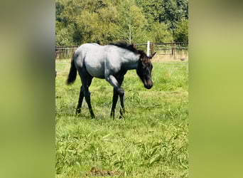 American Quarter Horse, Hengst, Fohlen (04/2025), Roan-Blue