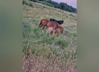 American Quarter Horse, Hengst, Fohlen (05/2023), Roan-Red