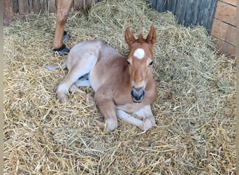American Quarter Horse, Hengst, Fohlen (05/2023), Roan-Red