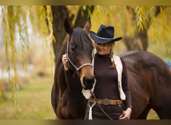 American Quarter Horse, Hengst, Fohlen (02/2025), Rotbrauner