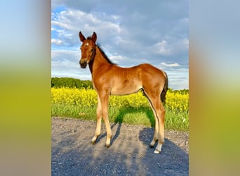 American Quarter Horse, Hengst, Fohlen (04/2025), Rotbrauner