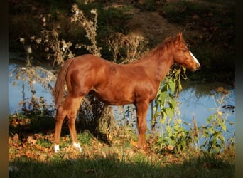 American Quarter Horse, Hengst, Fohlen (04/2023), Rotfuchs