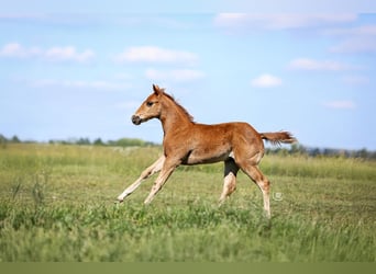 American Quarter Horse, Hengst, , Rotfuchs