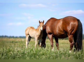 American Quarter Horse, Hengst, , Rotfuchs