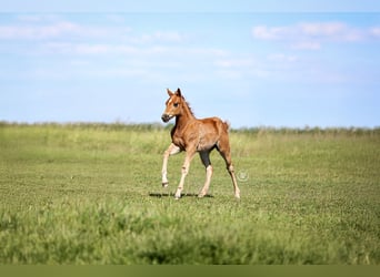 American Quarter Horse, Hengst, , Rotfuchs