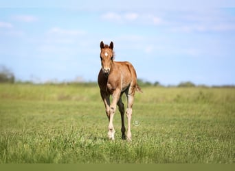 American Quarter Horse, Hengst, , Rotfuchs