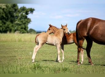 American Quarter Horse, Hengst, , Rotfuchs
