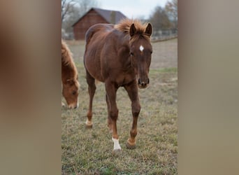 American Quarter Horse, Hengst, Fohlen (03/2025), Rotfuchs