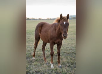 American Quarter Horse, Hengst, Fohlen (03/2025), Rotfuchs