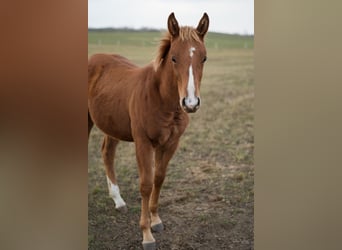 American Quarter Horse, Hengst, Fohlen (04/2025), Rotfuchs