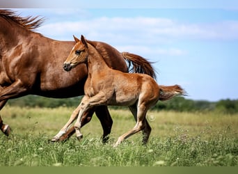 American Quarter Horse, Hengst, , Rotfuchs