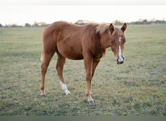 American Quarter Horse, Hengst, Fohlen (04/2025), Rotfuchs