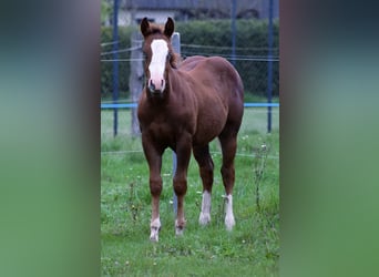American Quarter Horse, Hengst, Fohlen (06/2025), Rotfuchs